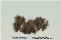 藏品(白髮苔屬)的圖片